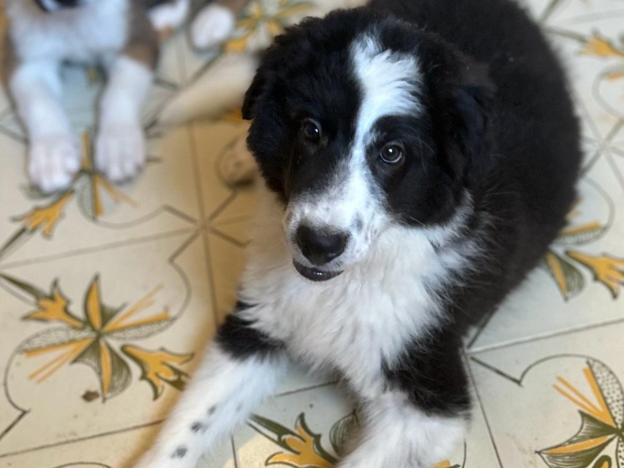 Adotta un cane, femmina, 3 mesi, Siracusa