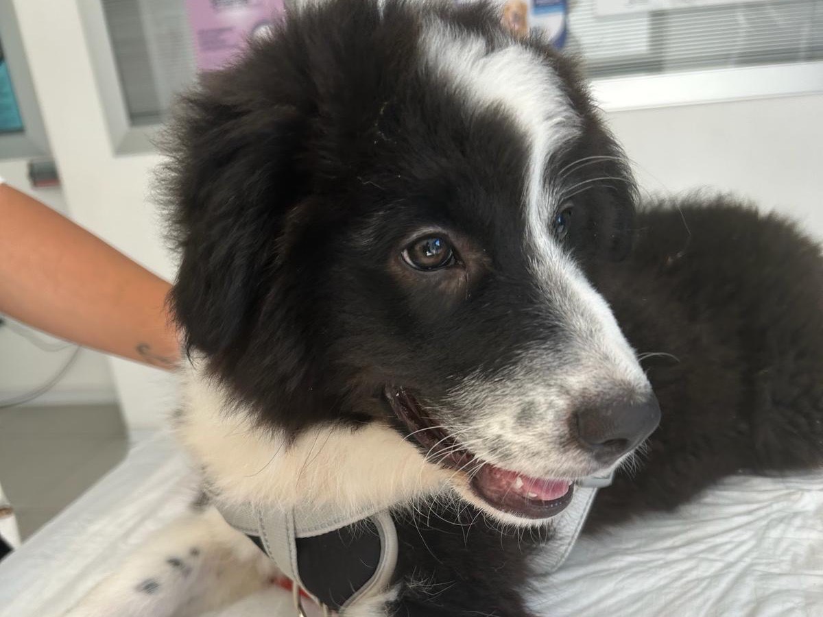Adotta un cane, taglia media, femmina, Siracusa