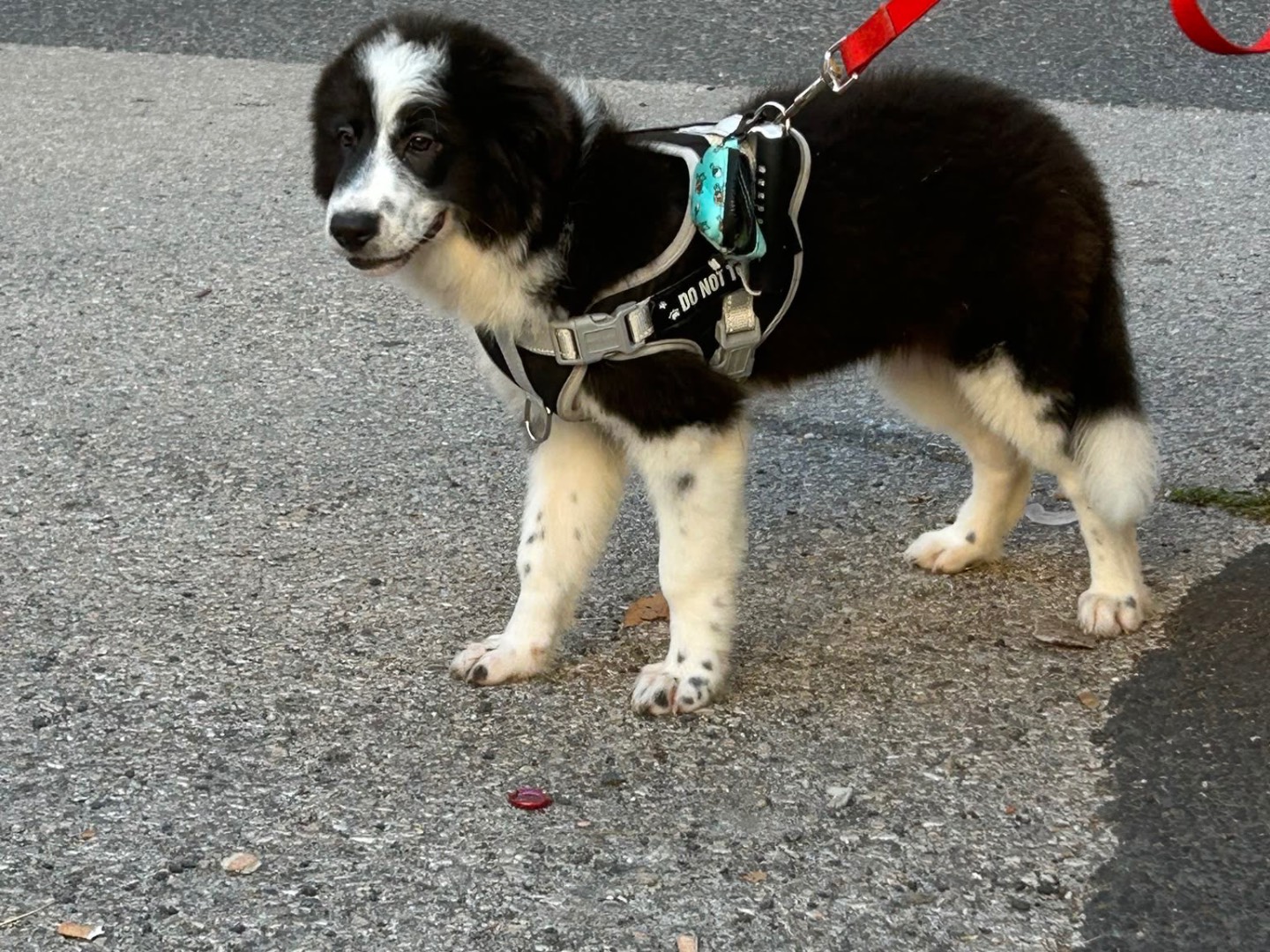 Adozione cane, femmina, Border Collie Razza sconosciuta, 3 mesi, taglia media, Siracusa