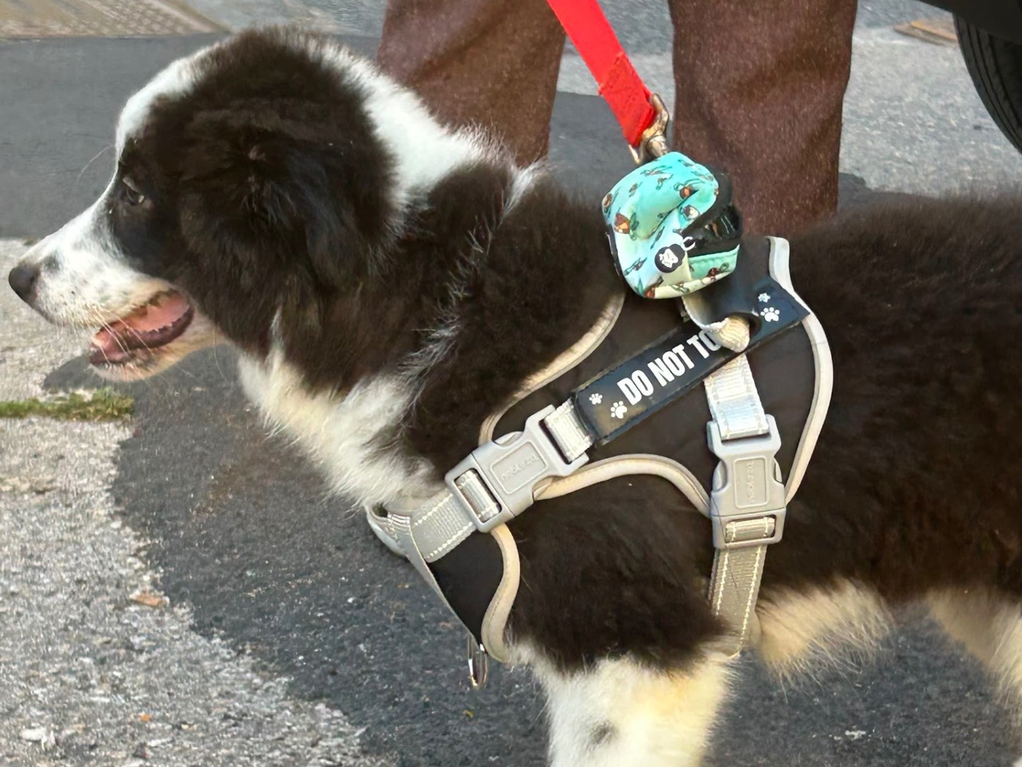 Vuoi adottare un cane a Siracusa?