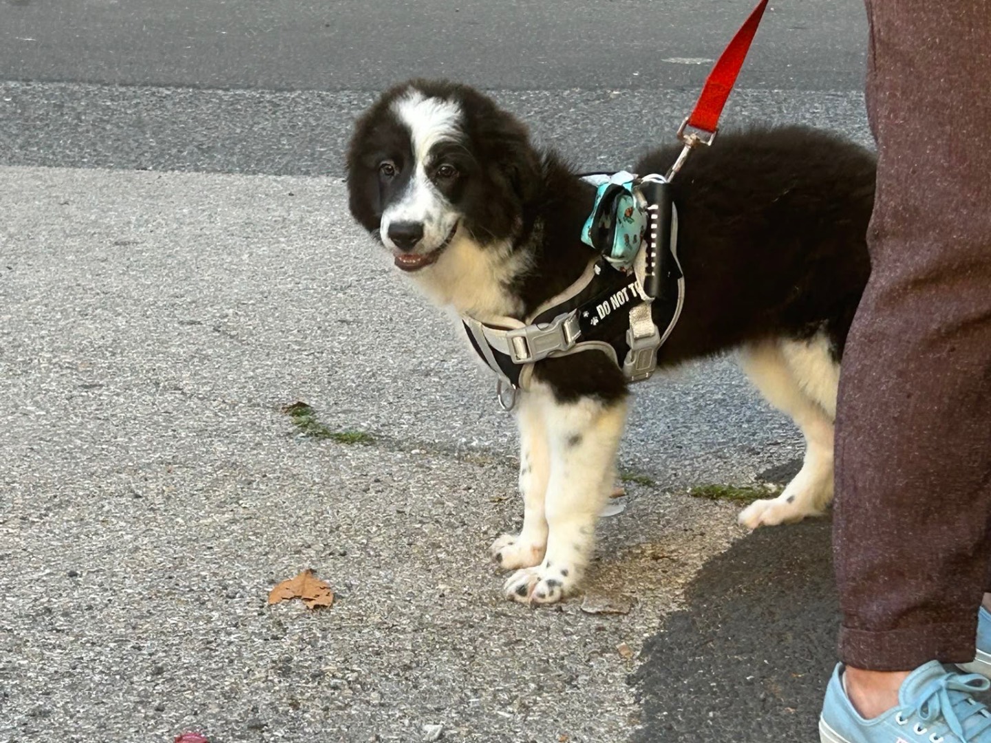 Adotta il cane Guenda a Siracusa