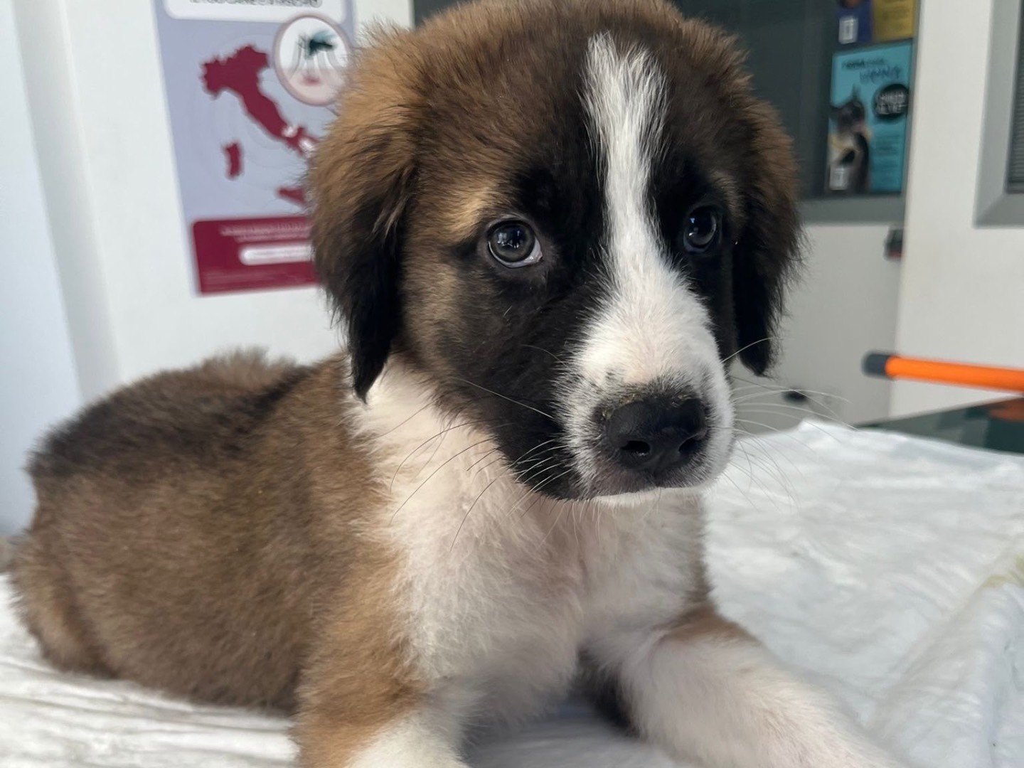 Adotta un cane, taglia grande, maschio, Siracusa