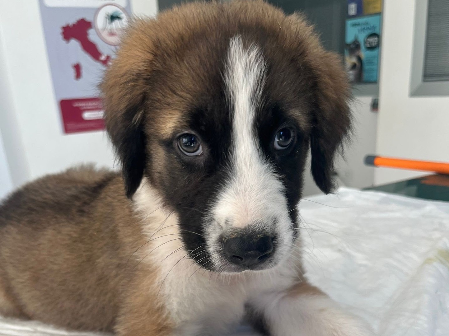 Vuoi adottare un cane a Siracusa?
