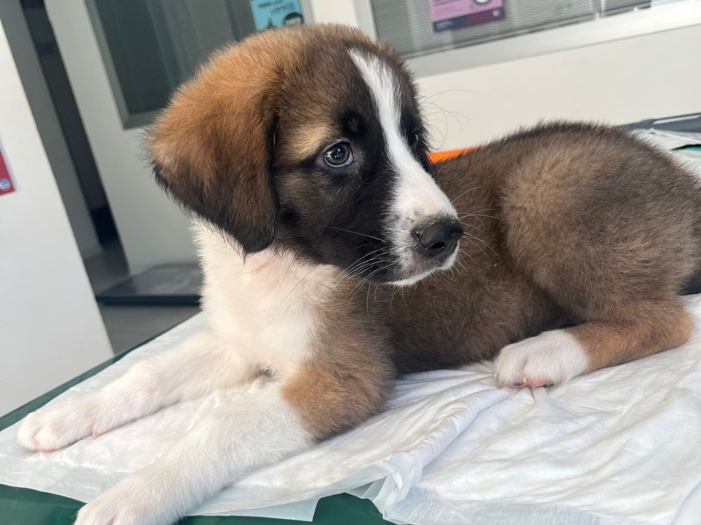 Adozione cane, maschio, Bovaro Del Bernese Razza sconosciuta, 3 mesi, taglia grande, Siracusa
