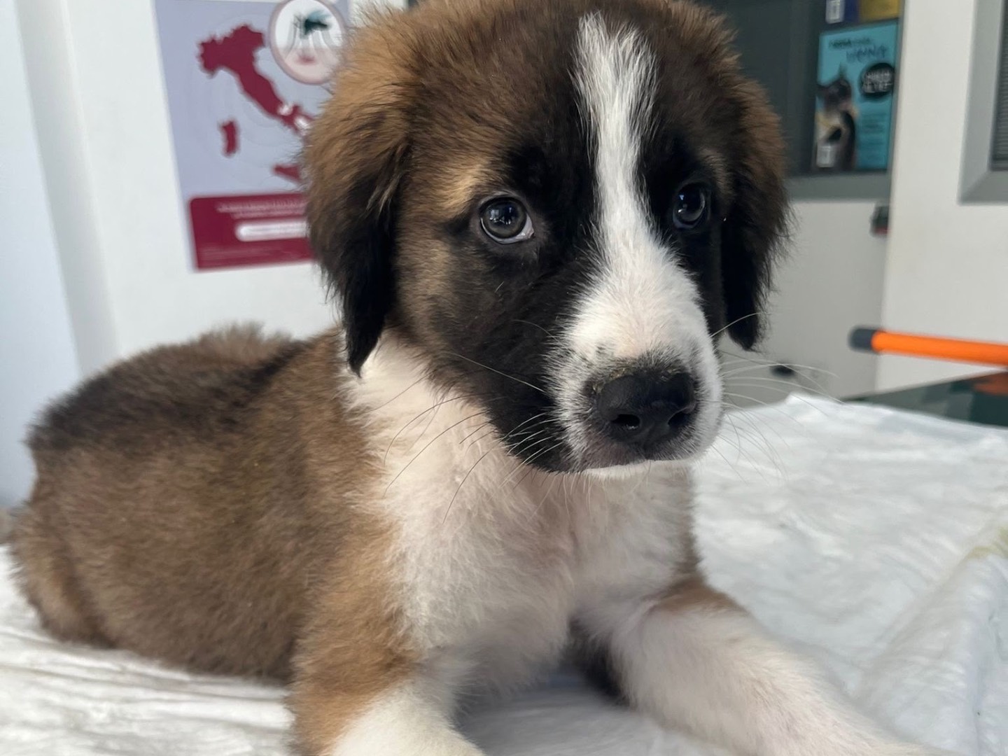 Adotta il cane Cody a Siracusa