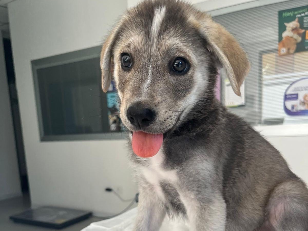 Adotta un cane, maschio, 3 mesi, Siracusa