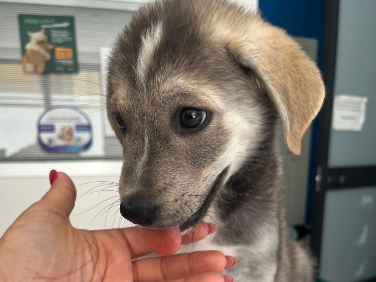 Adotta un cane, taglia media, maschio, Siracusa