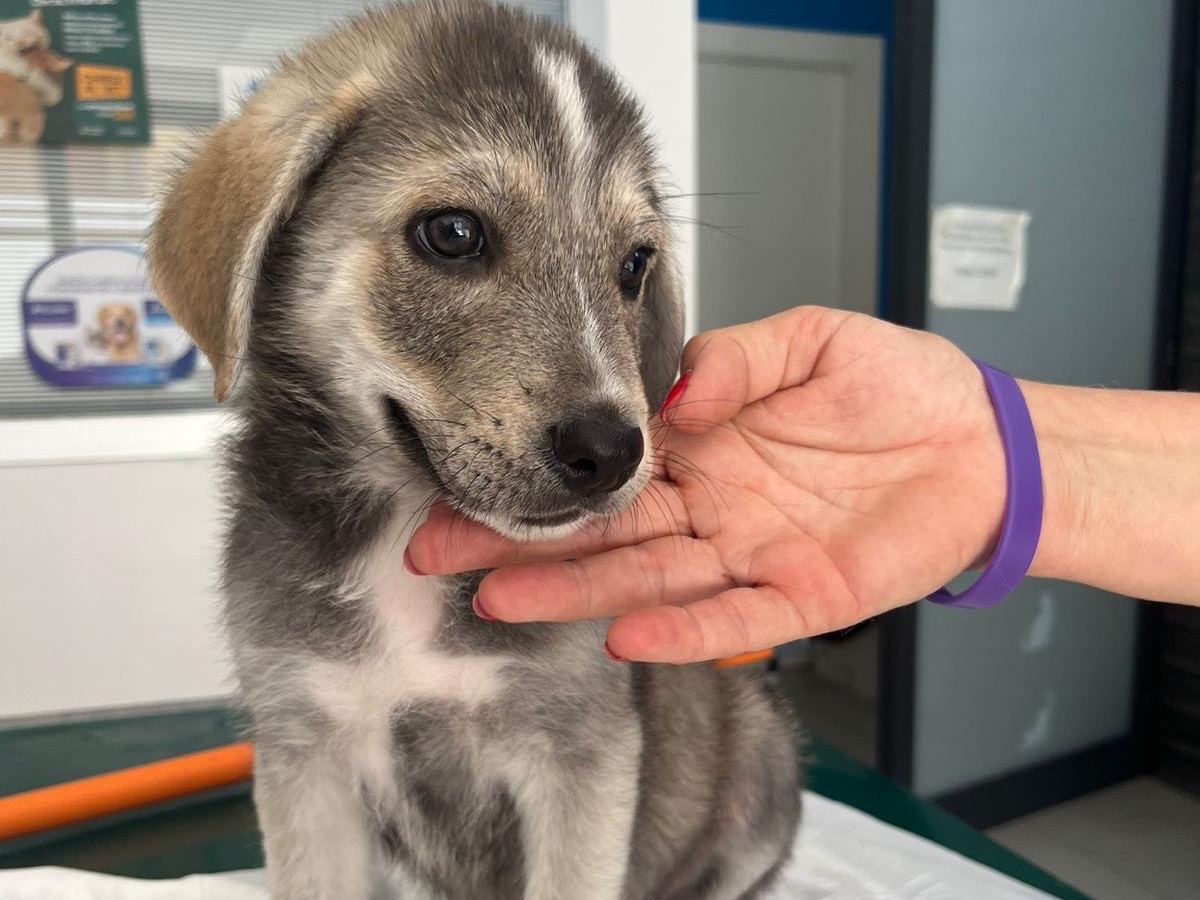 Vuoi adottare un cane a Siracusa?