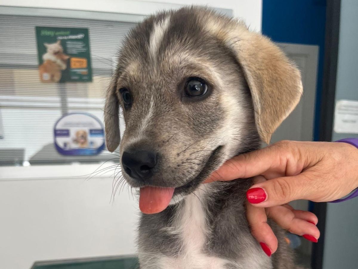 Adotta il cane Zeno a Siracusa