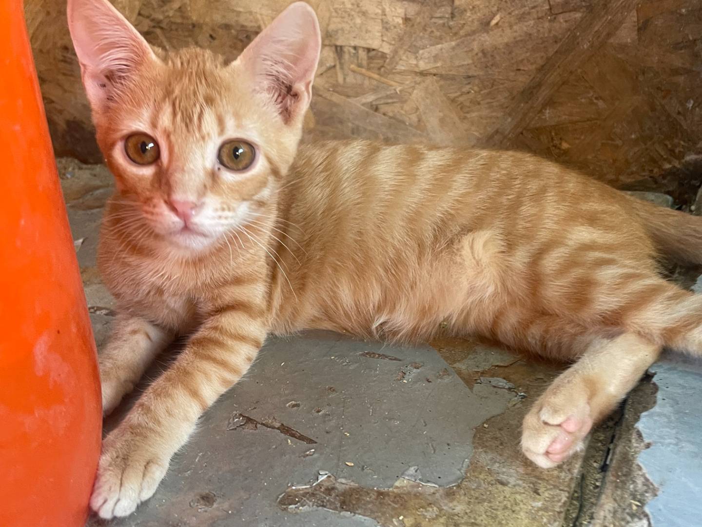 Adozione gatto, maschio, Razza sconosciuta Razza sconosciuta, 4 mesi, taglia non valida, Sud
