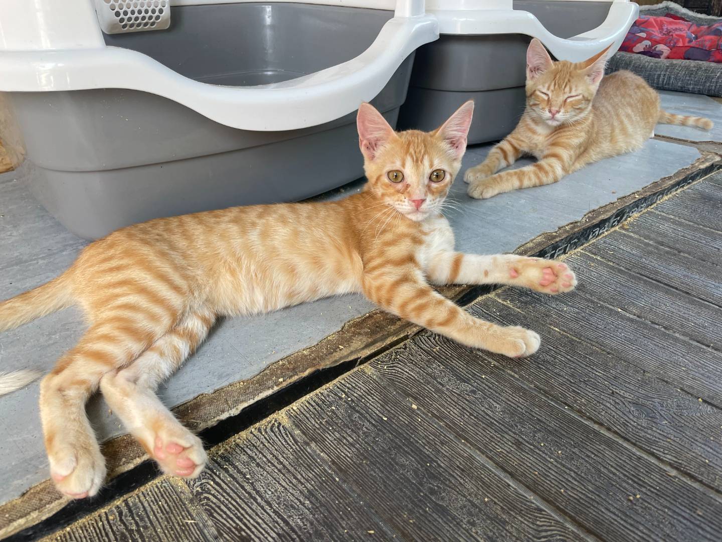 Adotta un gatto, maschio, 4 mesi, Sud