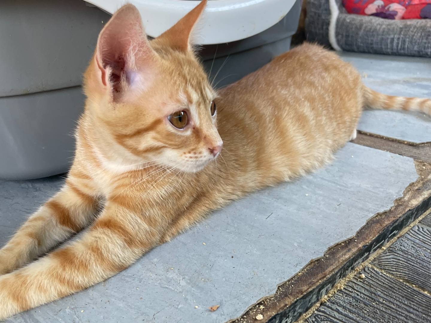 Adotta un gatto, taglia non valida, maschio, Sud