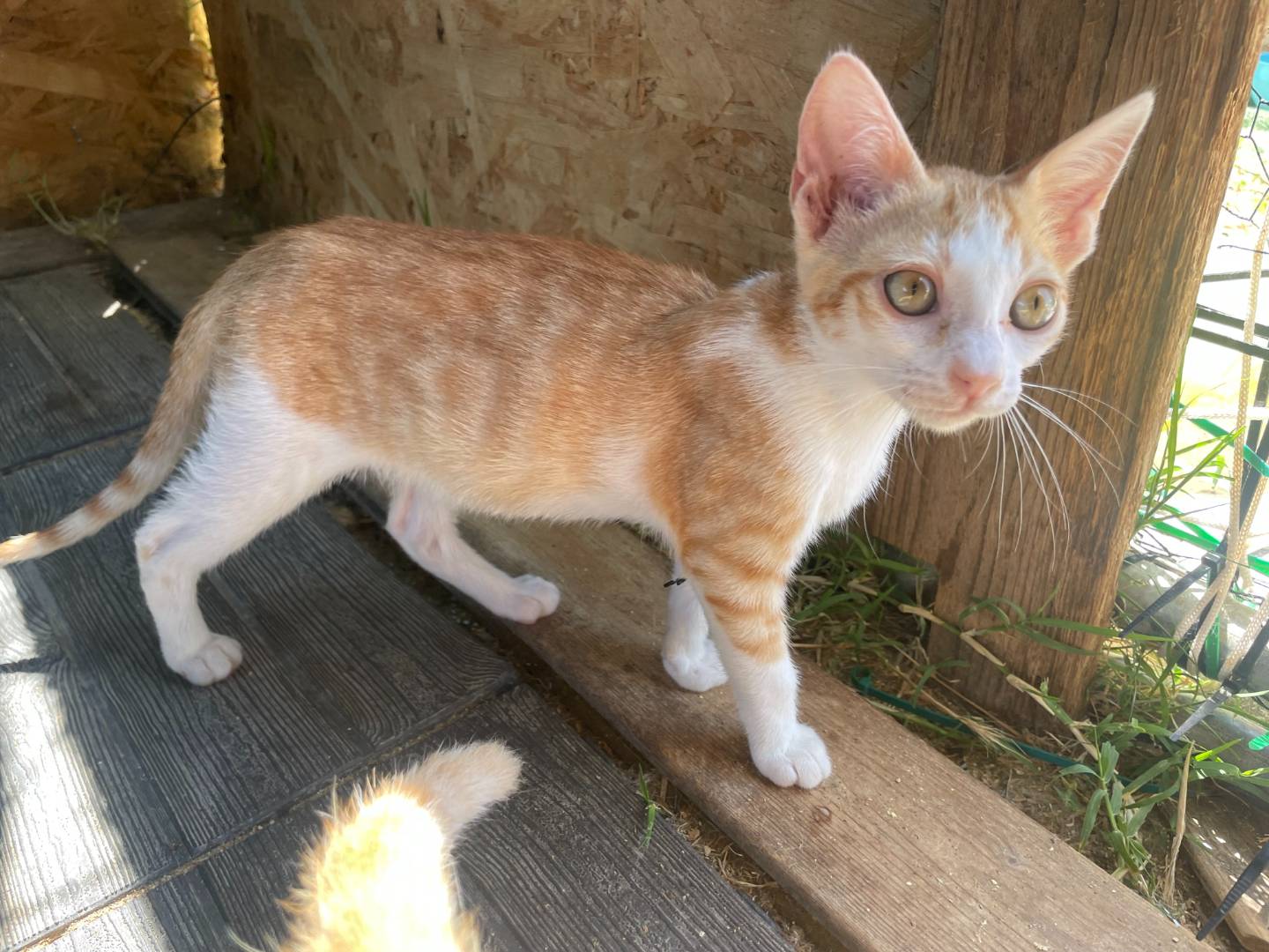 Adotta un gatto, taglia non valida, maschio, Sud