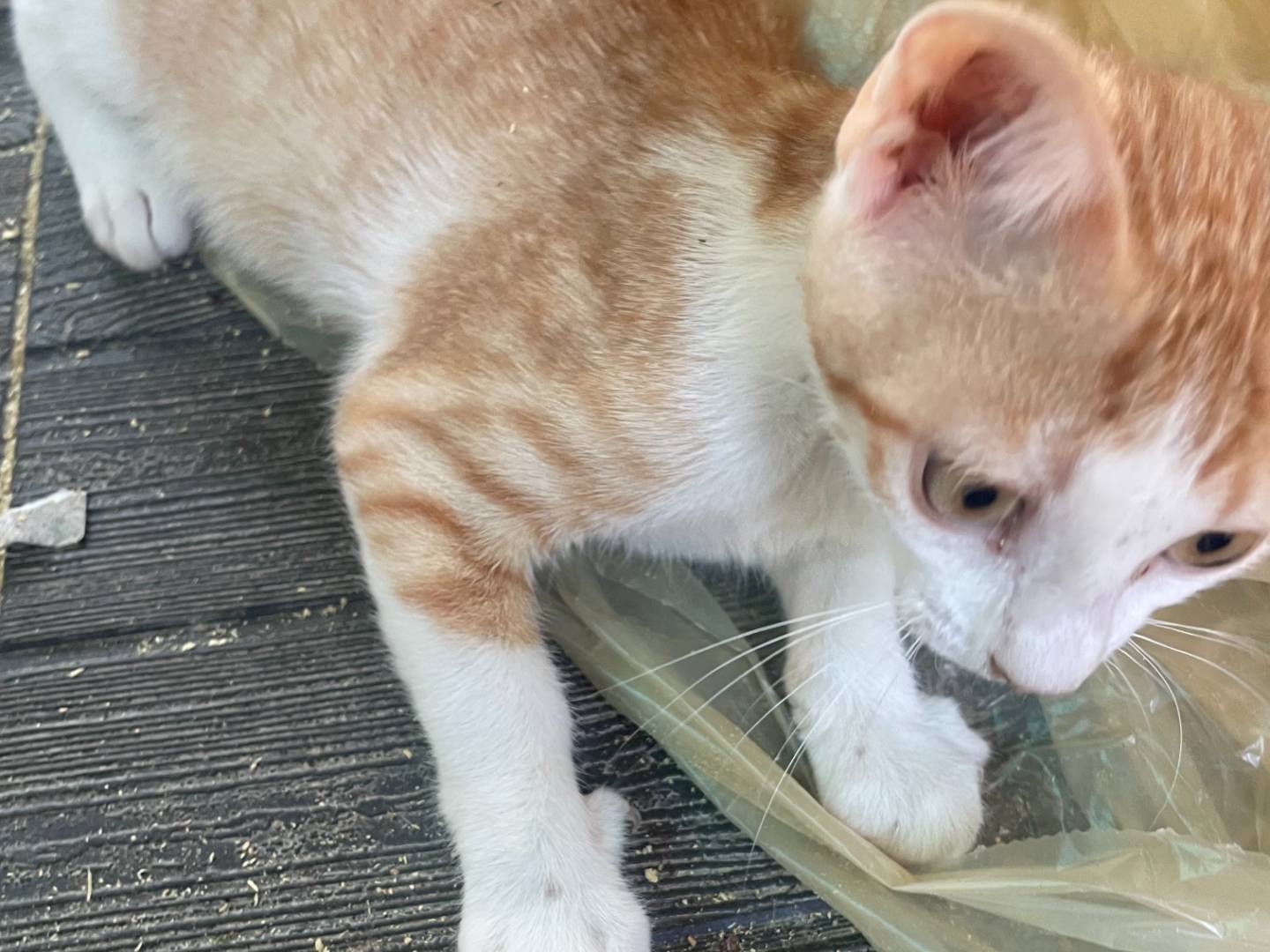Vuoi adottare un gatto a Sud?