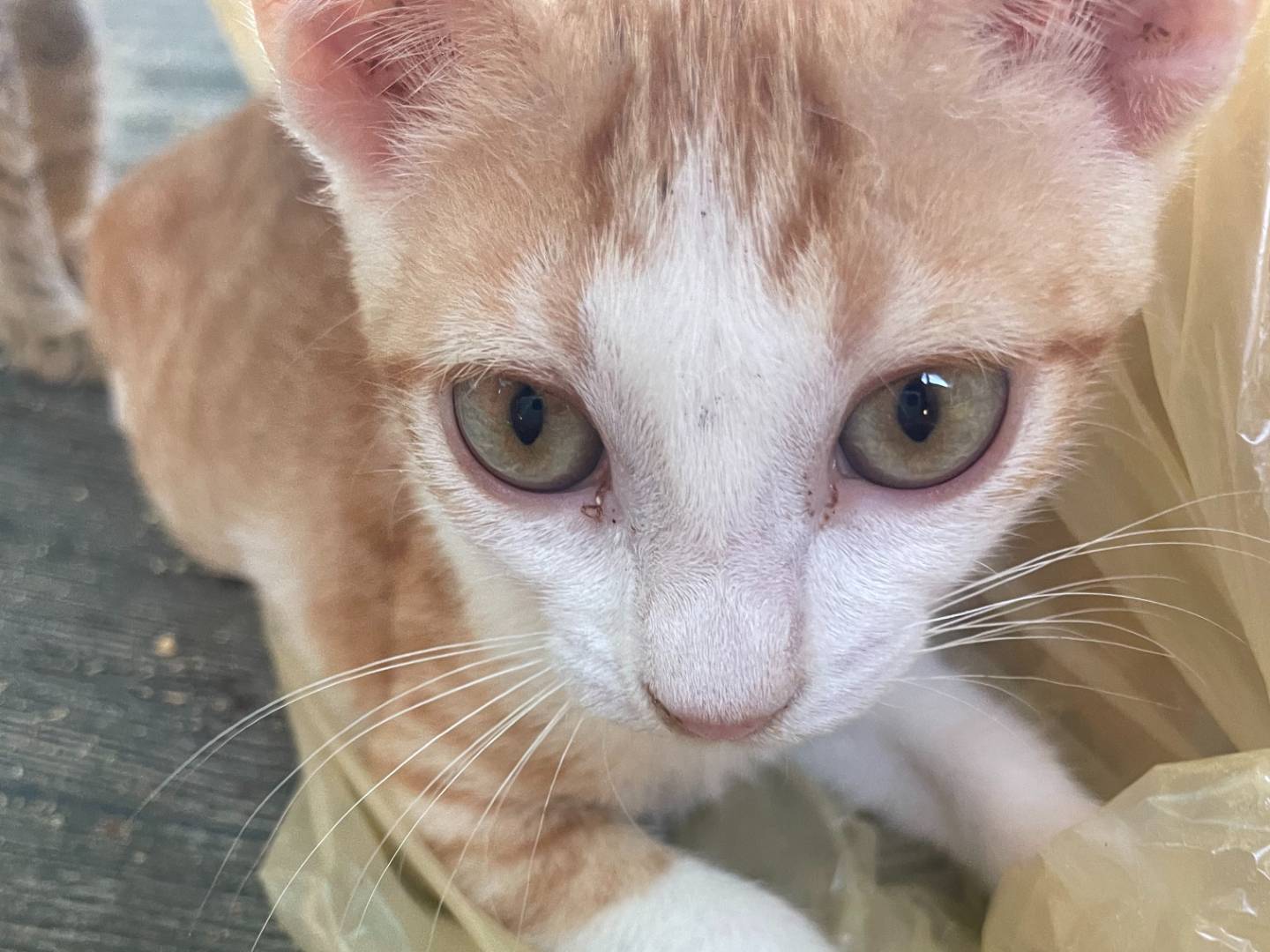 Adotta un gatto, maschio, 4 mesi, Sud