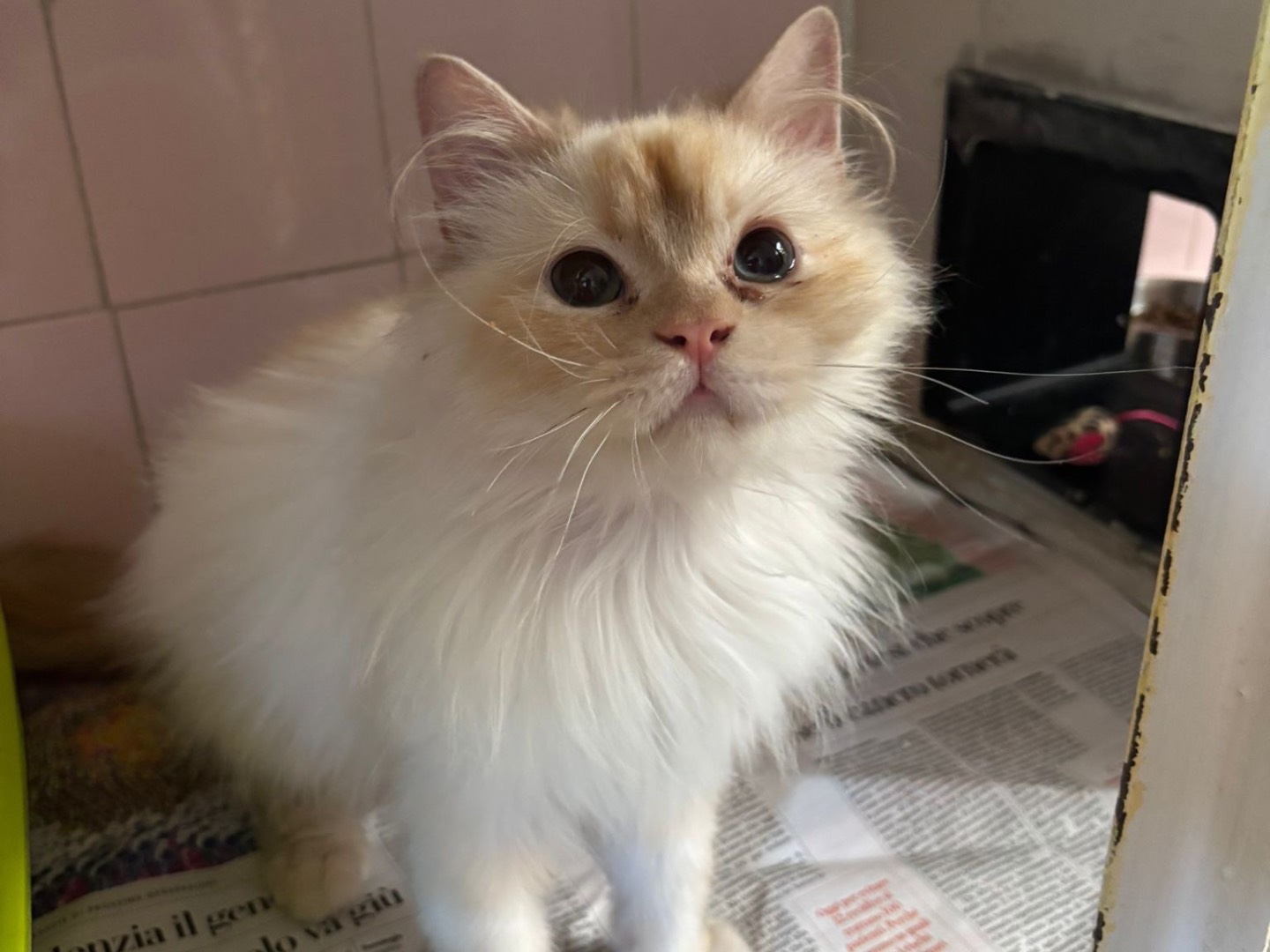 Adozione gatto, maschio, Razza sconosciuta Razza sconosciuta, 1 anno e 1 mese, taglia non valida, Milano