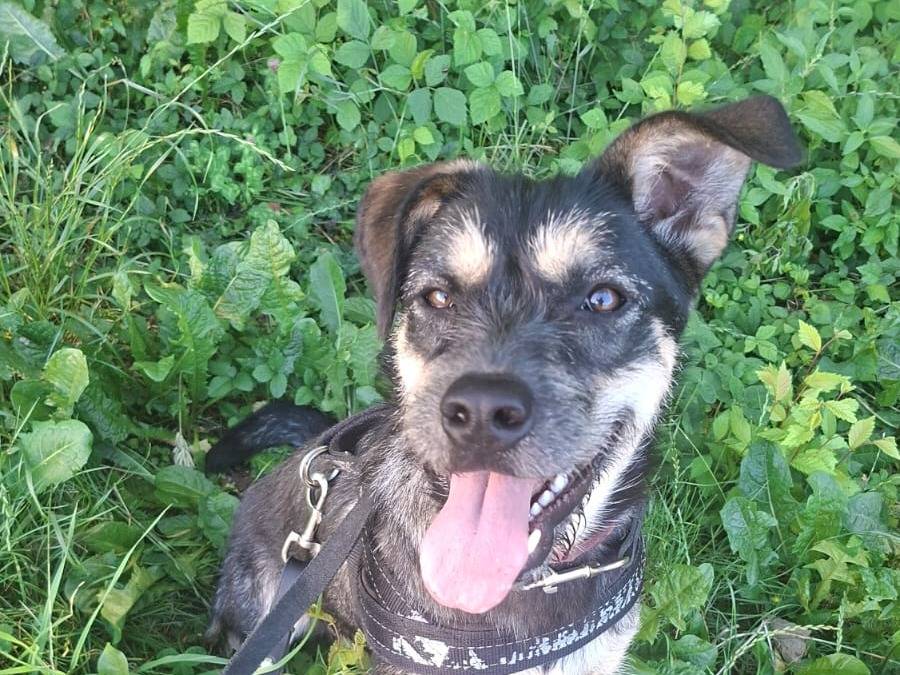 Adotta un cane, taglia piccola, femmina, Novara