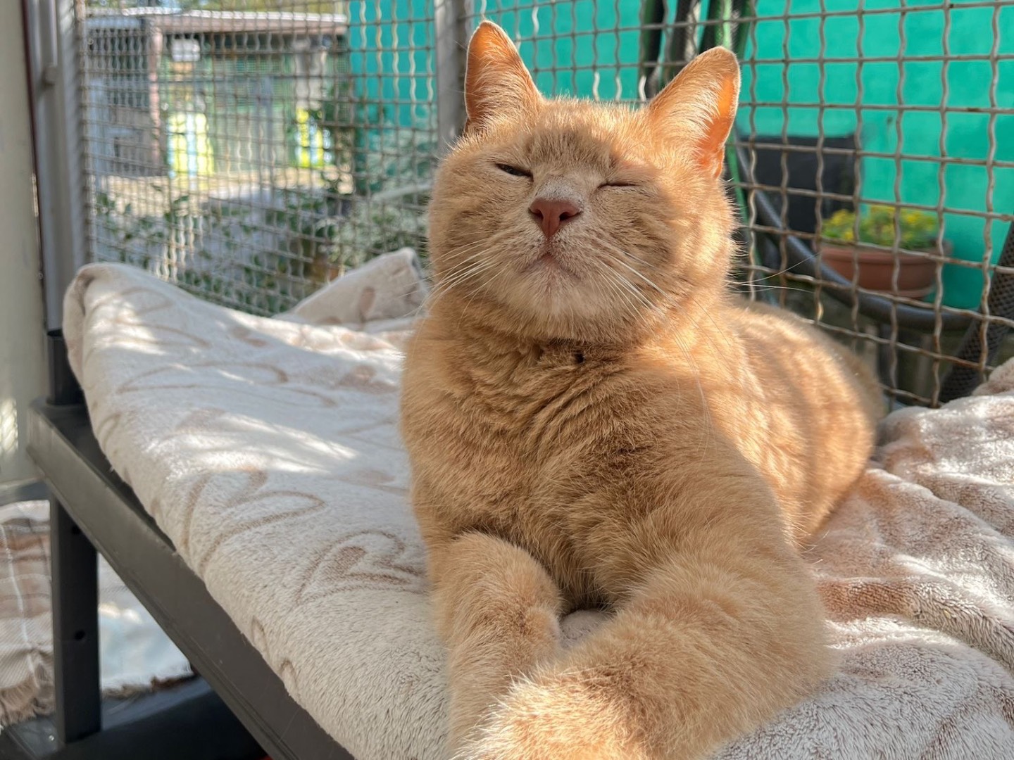 Adotta il gatto Sir Oliver a Milano