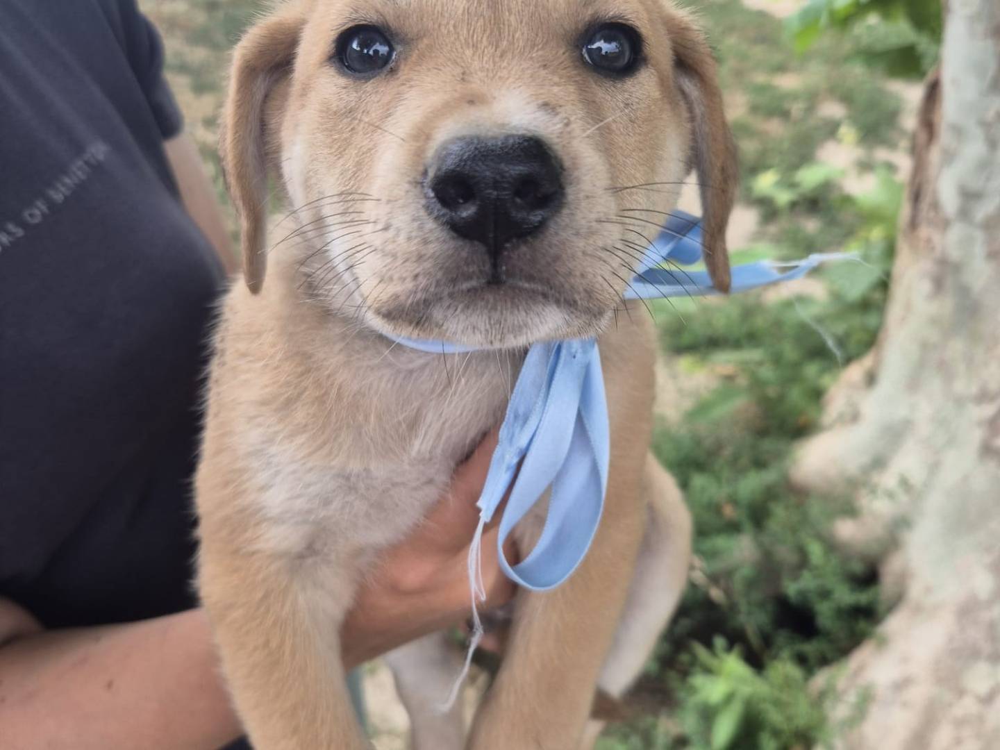 Adotta un cane, maschio, 1 mese, Napoli