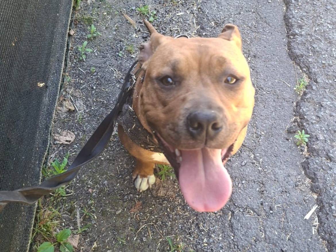 Adozione cane, femmina, Amstaff Razza sconosciuta, 11 mesi, taglia media, Novara