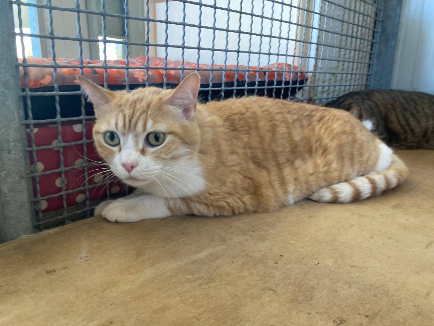Adozione gatto, femmina, Razza sconosciuta Razza sconosciuta, 10 anni e 5 mesi, taglia non valida, Pisa