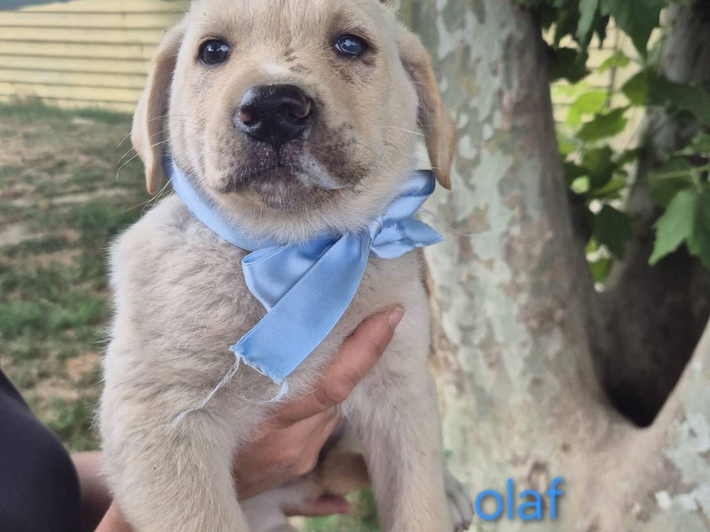 Adotta un cane, maschio, 1 mese, Napoli