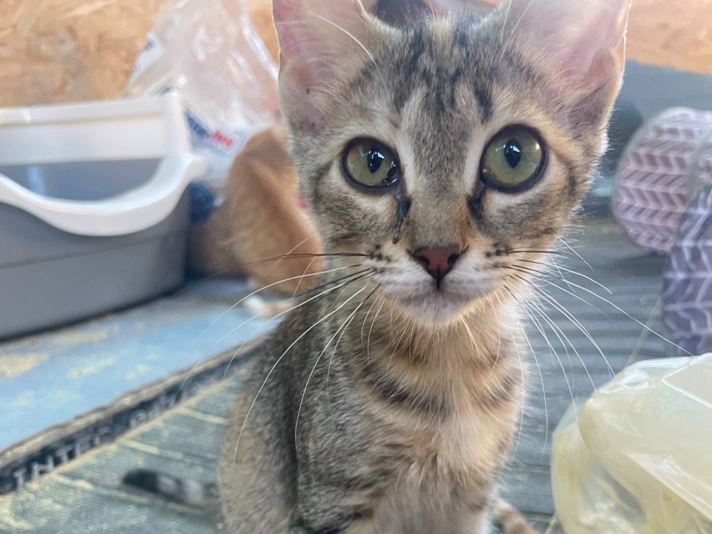 Adotta un gatto, femmina, 4 mesi, Sud