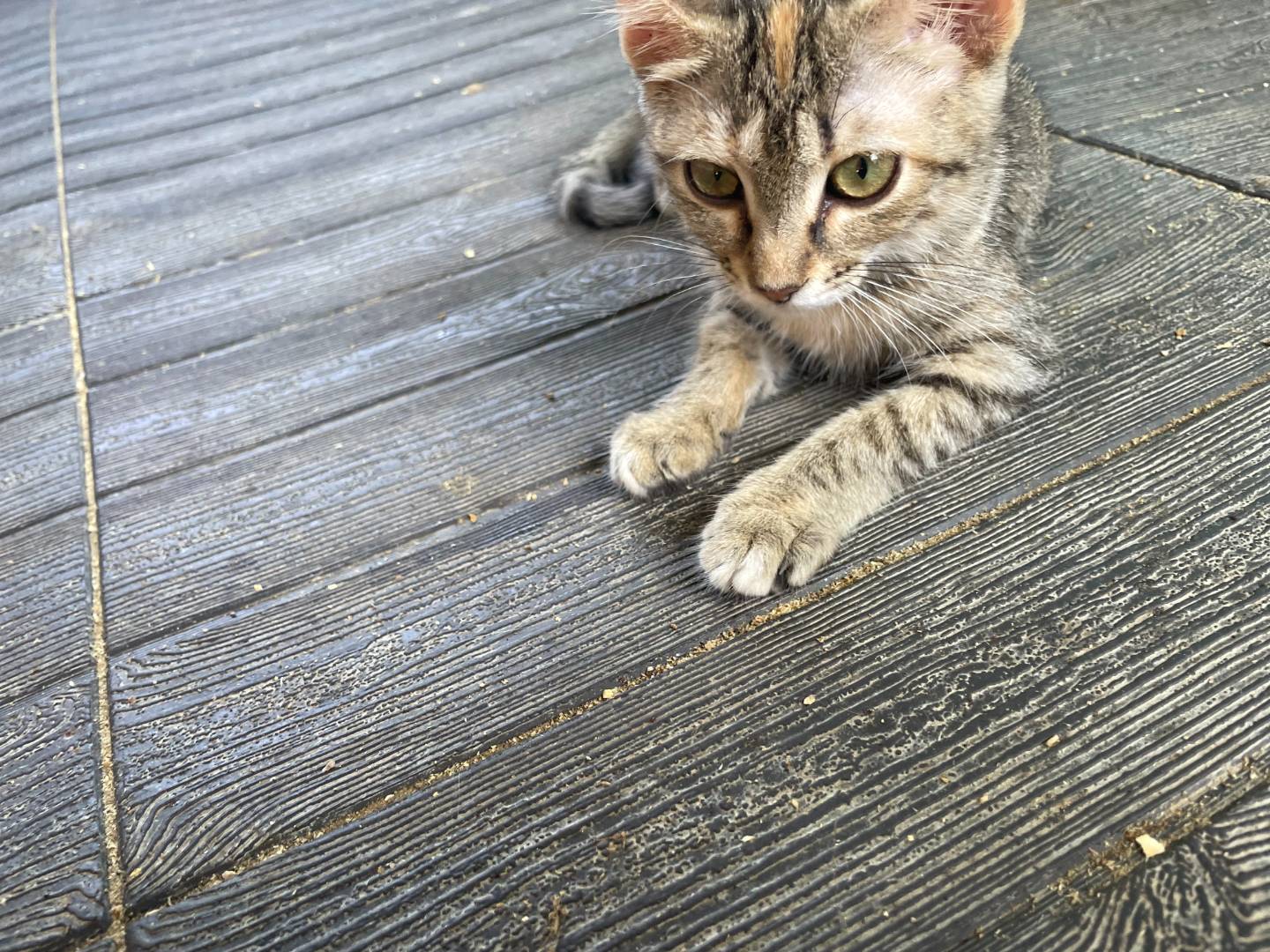 Adotta un gatto, taglia non valida, femmina, Sud