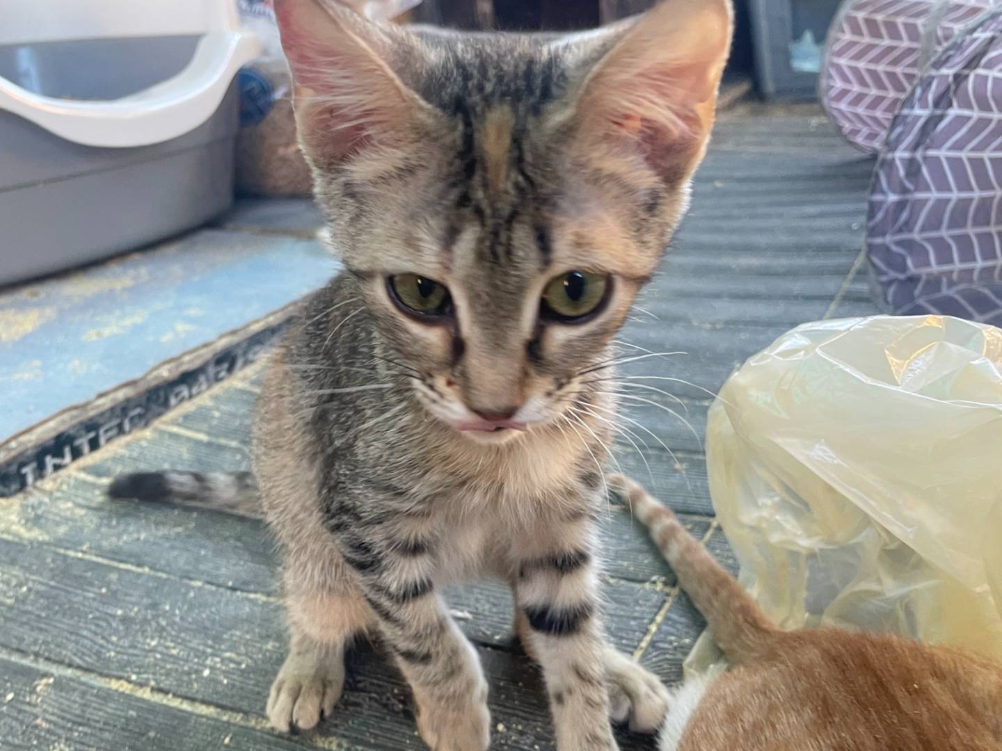 Vuoi adottare un gatto a Sud?