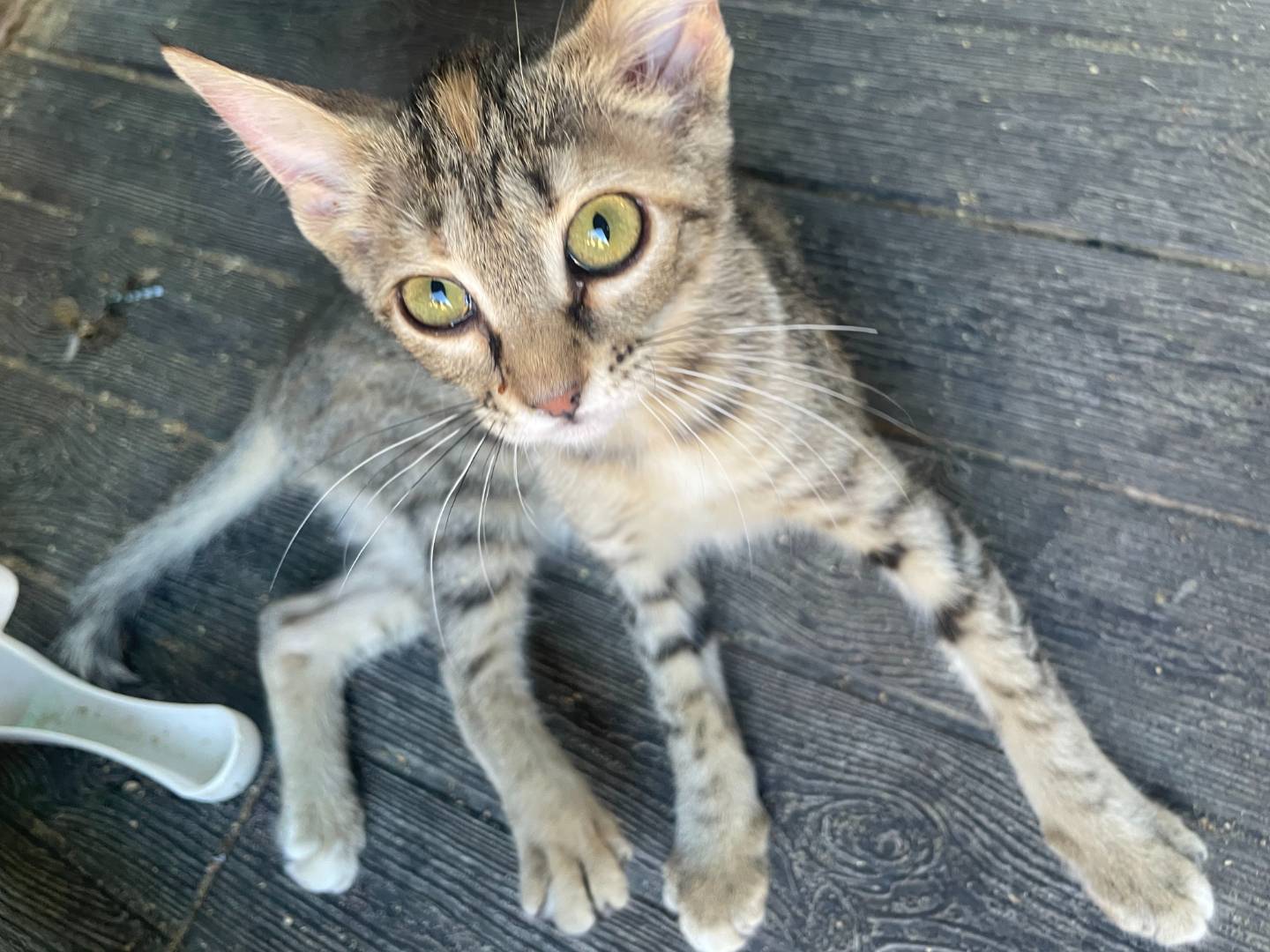 Adozione gatto, femmina, Razza sconosciuta Razza sconosciuta, 4 mesi, taglia non valida, Sud