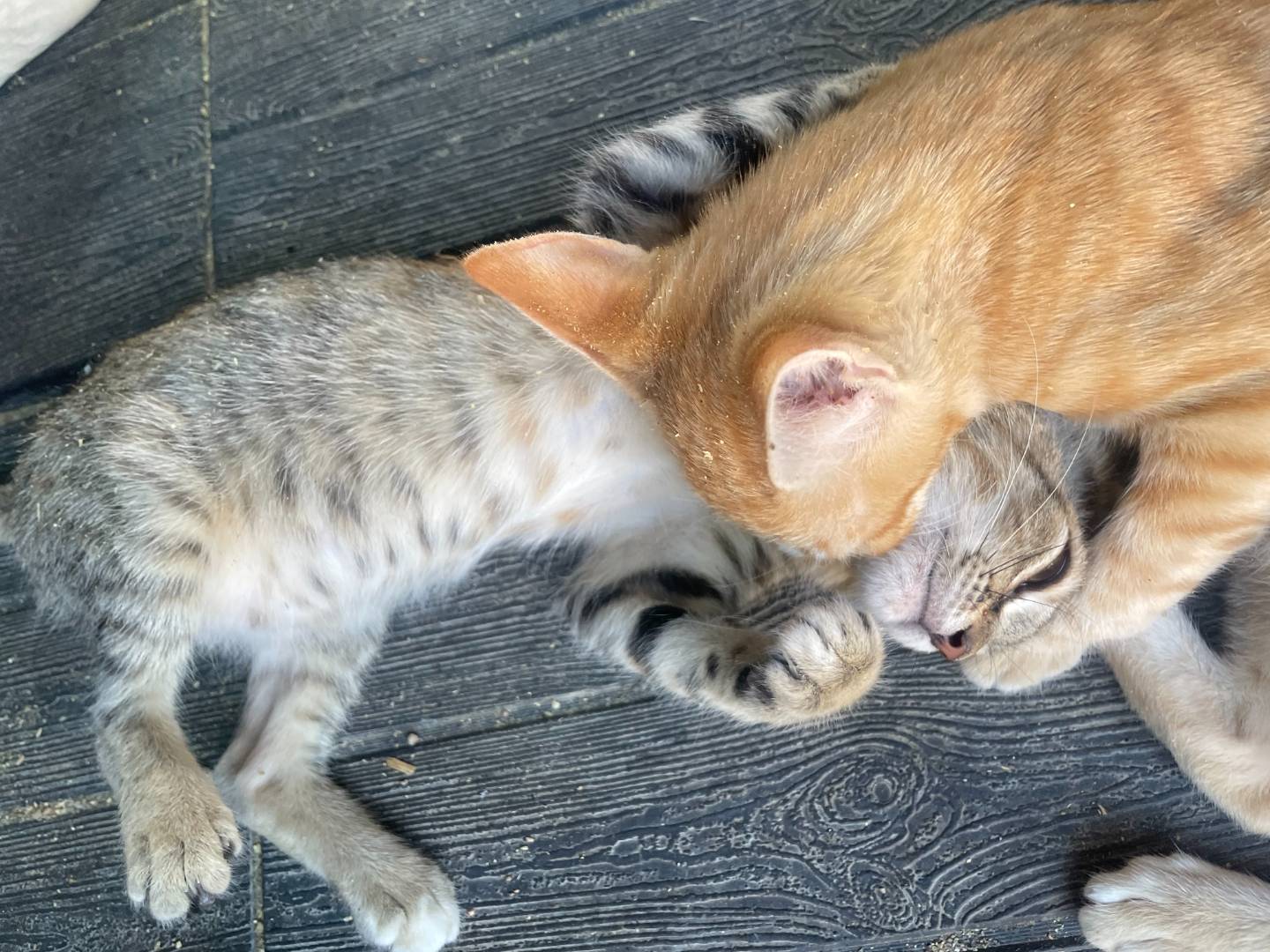 Adotta il gatto Tigra a Sud