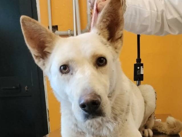 Adozione cane, femmina, Razza sconosciuta Razza sconosciuta, 3 anni e 5 mesi, taglia media, Viterbo