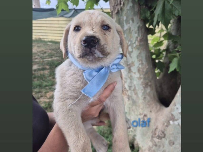 Adozione cane, maschio, Razza sconosciuta Razza sconosciuta, 1 mese, taglia grande, Napoli