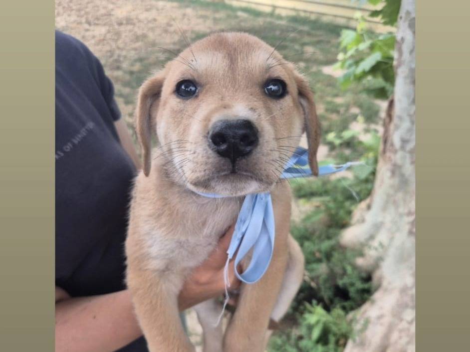 Adozione cane, maschio, Razza sconosciuta Razza sconosciuta, 1 mese, taglia grande, Napoli