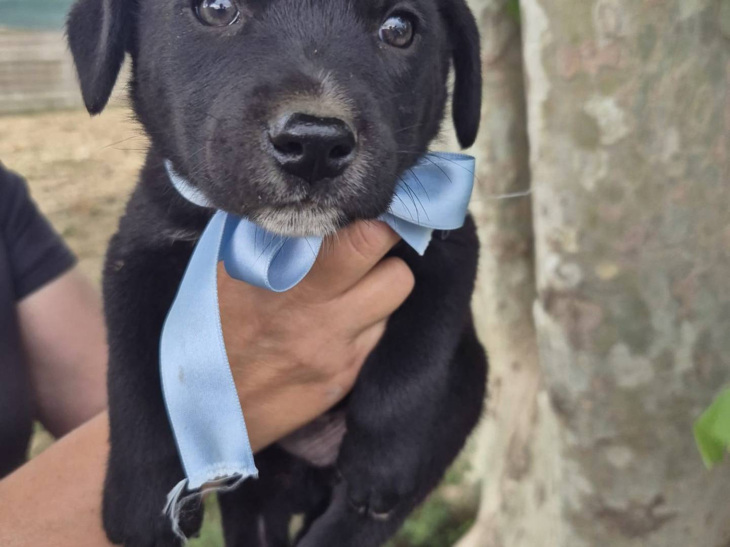Adozione cane, maschio, Razza sconosciuta Razza sconosciuta, 2 mesi, taglia media, Napoli