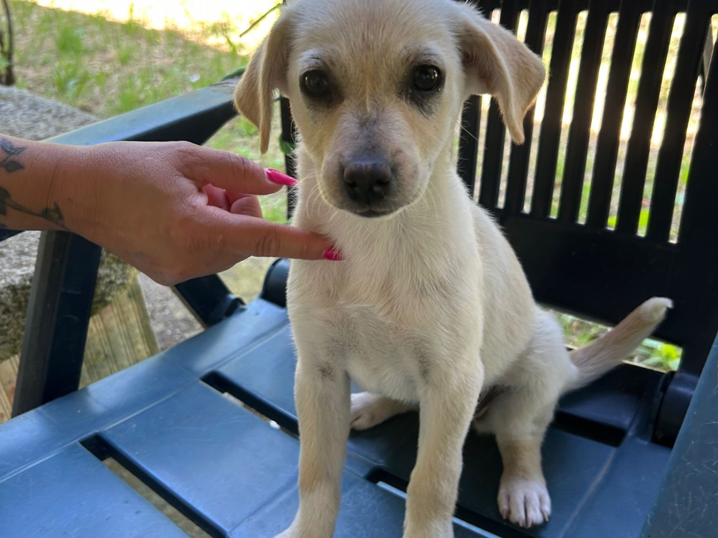 Vuoi adottare un cane a Catanzaro?