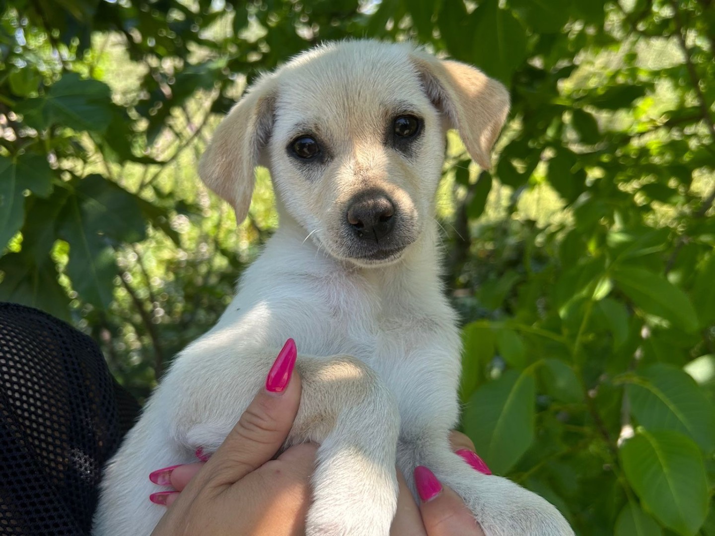 Adotta il cane Mia a Catanzaro