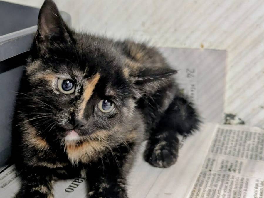 Adozione gatto, femmina, Razza sconosciuta Razza sconosciuta, 2 mesi, taglia non valida, Milano
