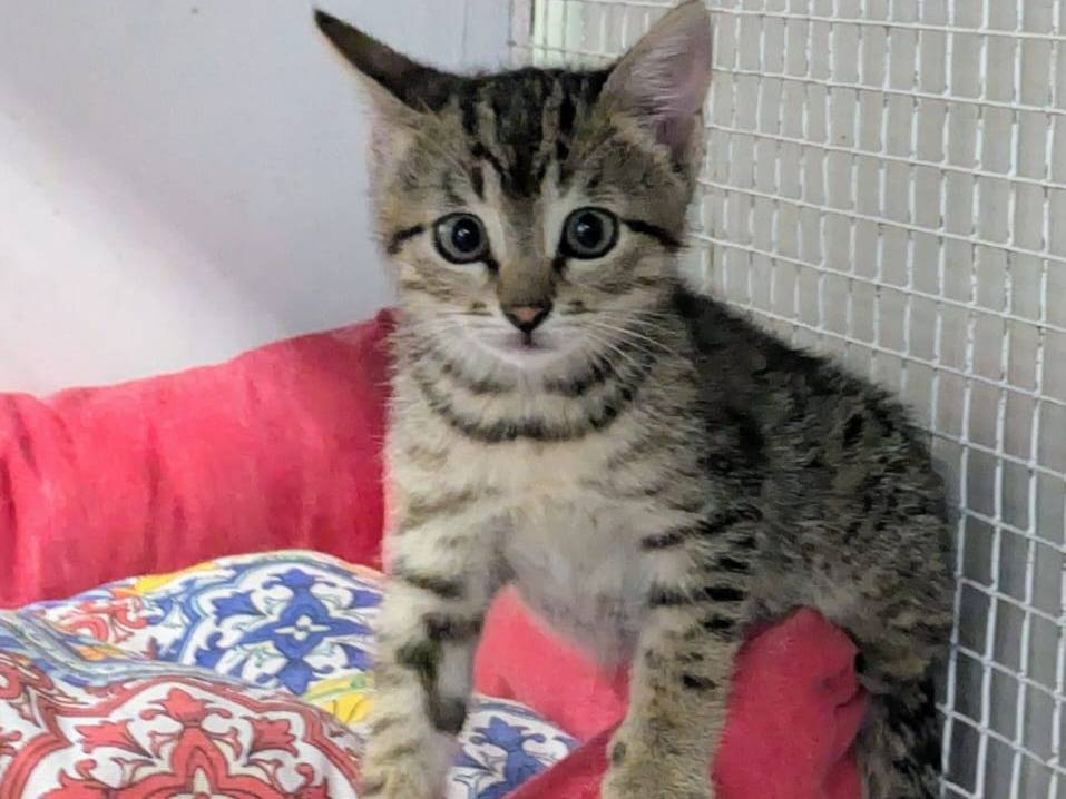 Adozione gatto, femmina, Razza sconosciuta Razza sconosciuta, 2 mesi, taglia non valida, Milano