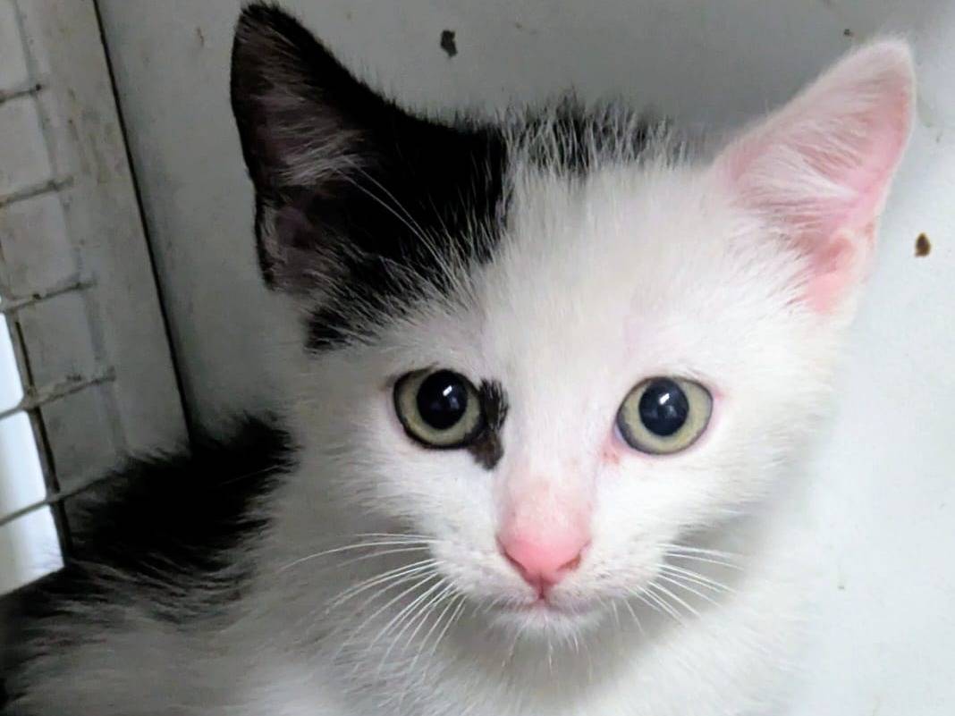 Adozione gatto, maschio, Razza sconosciuta Razza sconosciuta, 2 mesi, taglia non valida, Milano