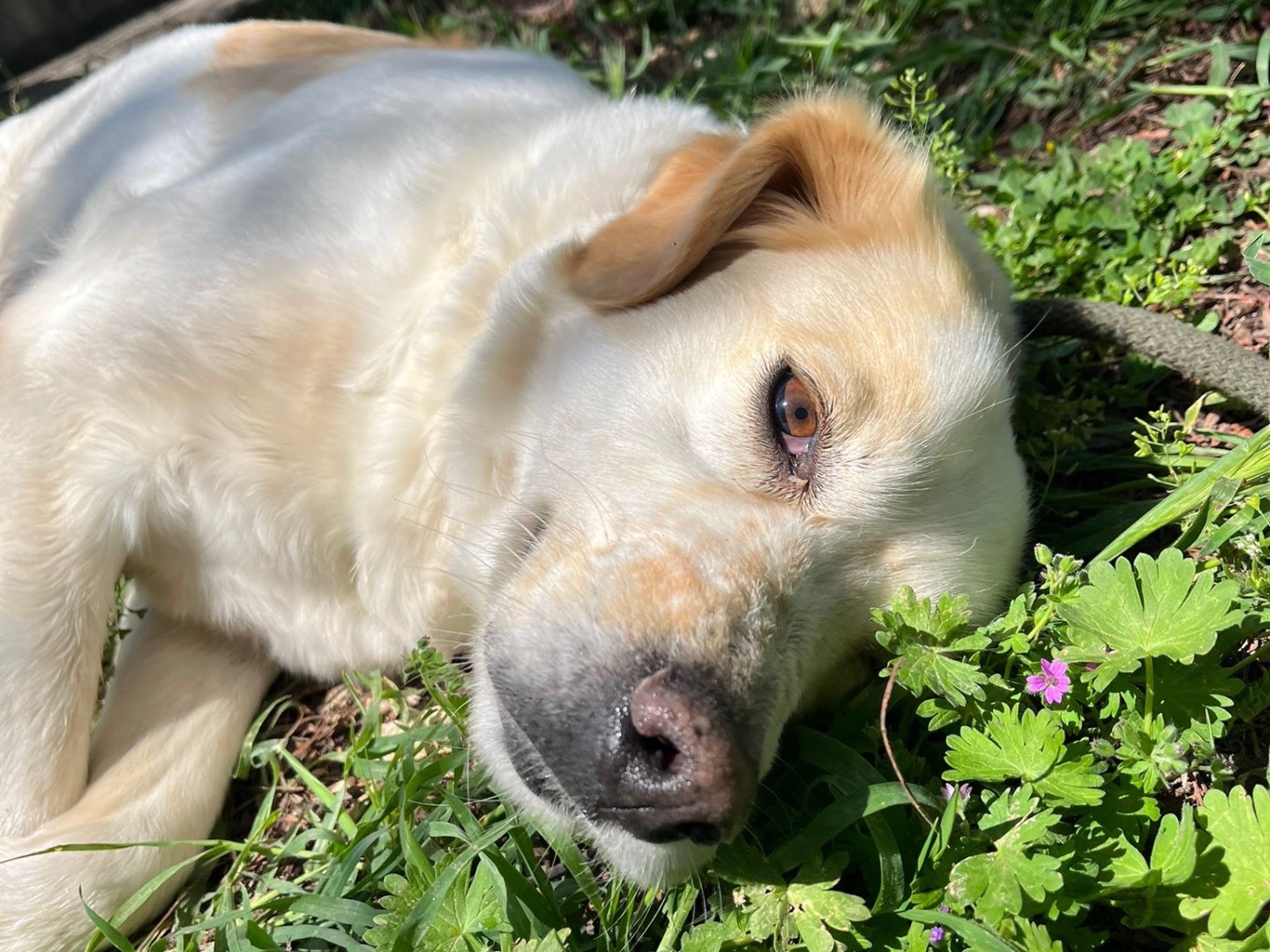 Adozione cane, femmina, Razza sconosciuta Razza sconosciuta, 2 anni e 8 mesi, taglia media, Trapani