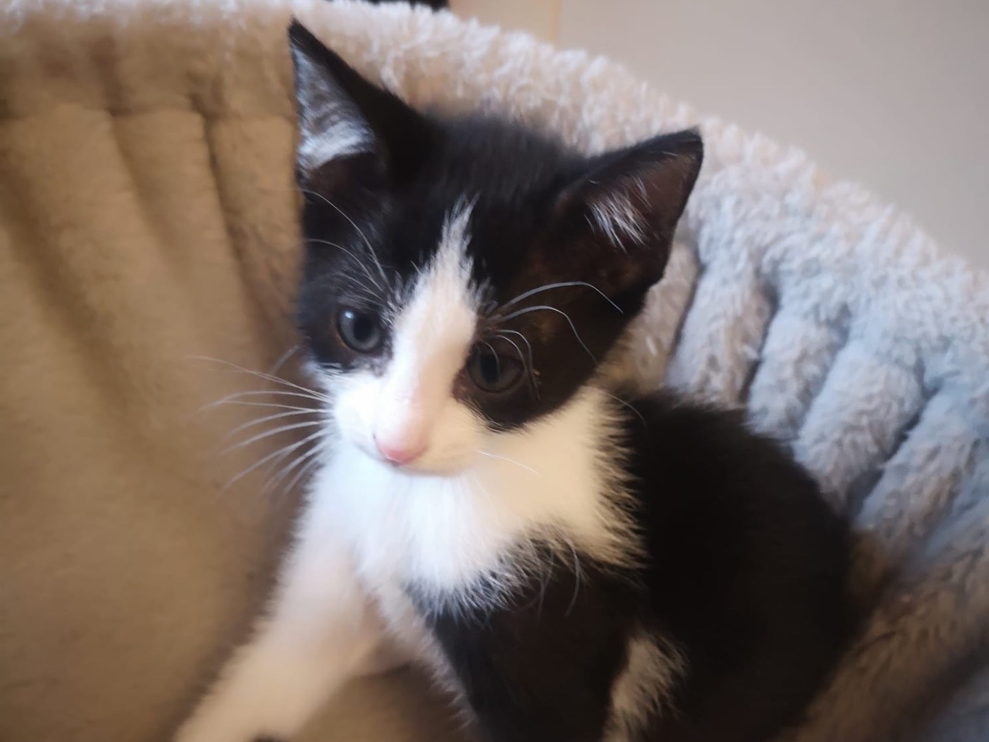 Adozione gatto, maschio, Razza sconosciuta Razza sconosciuta, 2 mesi, taglia non valida, Catania