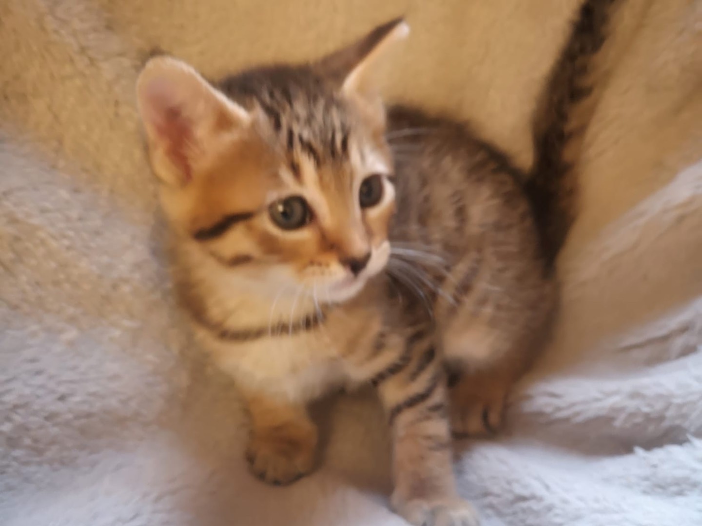 Adozione gatto, maschio, Razza sconosciuta Razza sconosciuta, 2 mesi, taglia non valida, Catania
