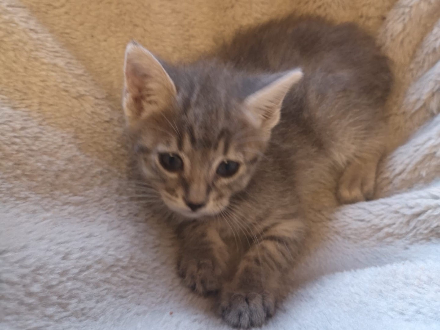 Adozione gatto, maschio, Razza sconosciuta Razza sconosciuta, 2 mesi, taglia non valida, Catania