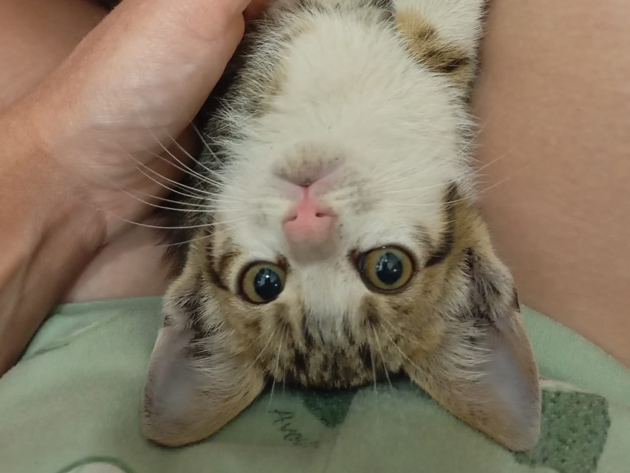 Adozione gatto, maschio, Razza sconosciuta Razza sconosciuta, 2 mesi, taglia non valida, Catania