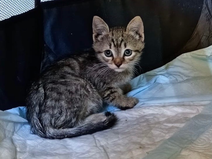 Adozione gatto, maschio, Razza sconosciuta Razza sconosciuta, 2 mesi, taglia non valida, Catania