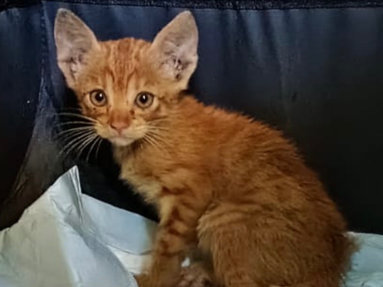 Adozione gatto, femmina, Razza sconosciuta Razza sconosciuta, 2 mesi, taglia non valida, Catania