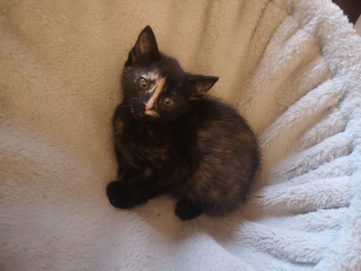 Adozione gatto, femmina, Razza sconosciuta Razza sconosciuta, 2 mesi, taglia non valida, Catania