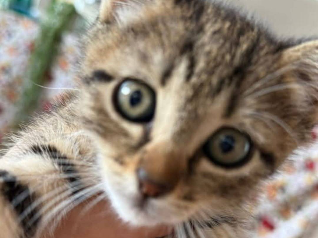 Adozione gatto, femmina, Razza sconosciuta Razza sconosciuta, 2 mesi, taglia non valida, Latina