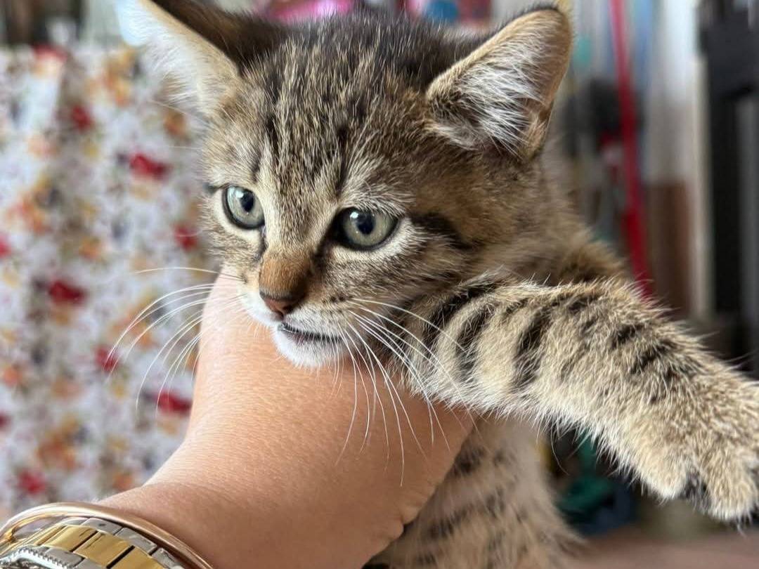 Adotta un gatto, femmina, 2 mesi, Latina